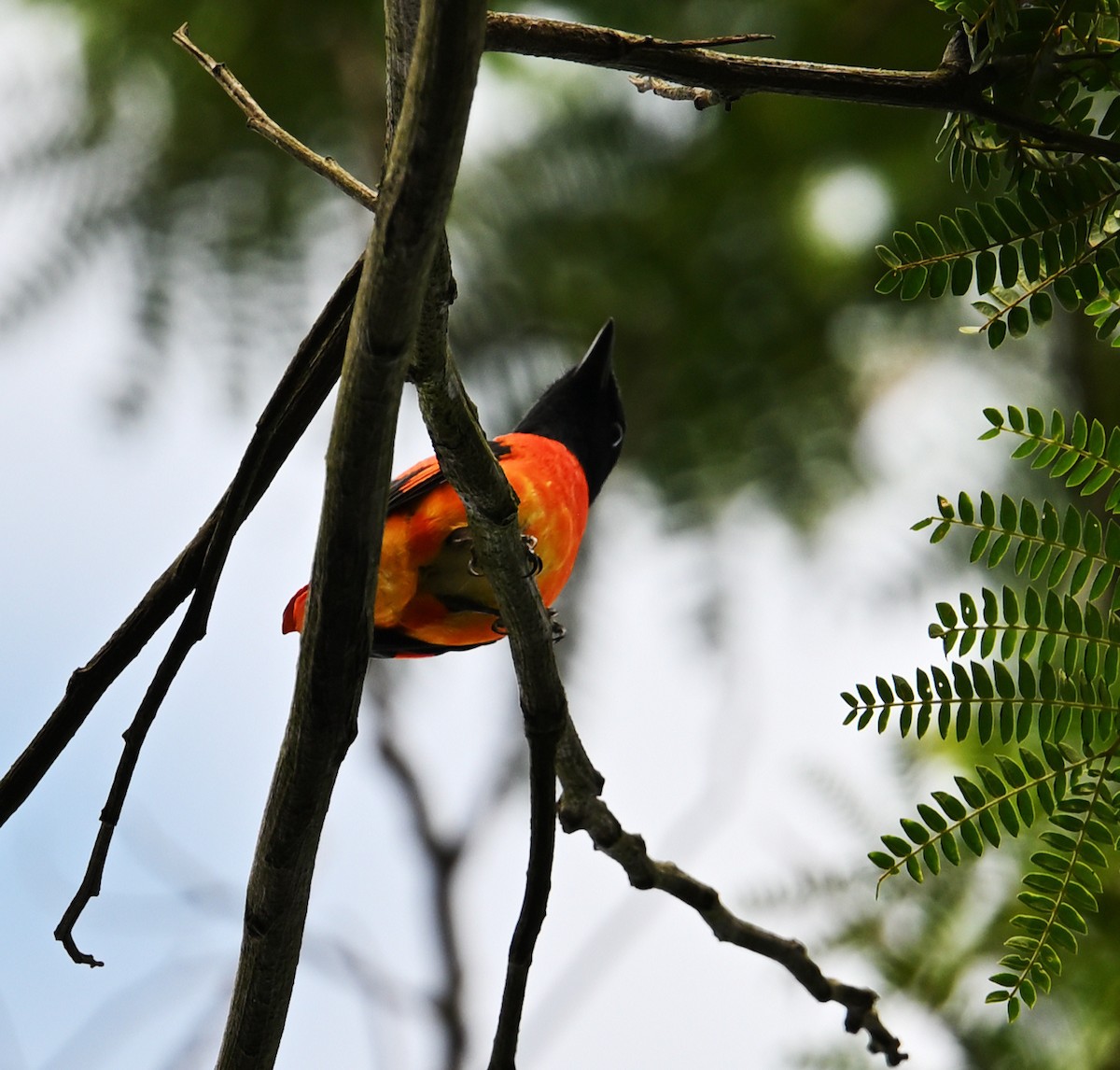 Scharlachmennigvogel - ML645643969