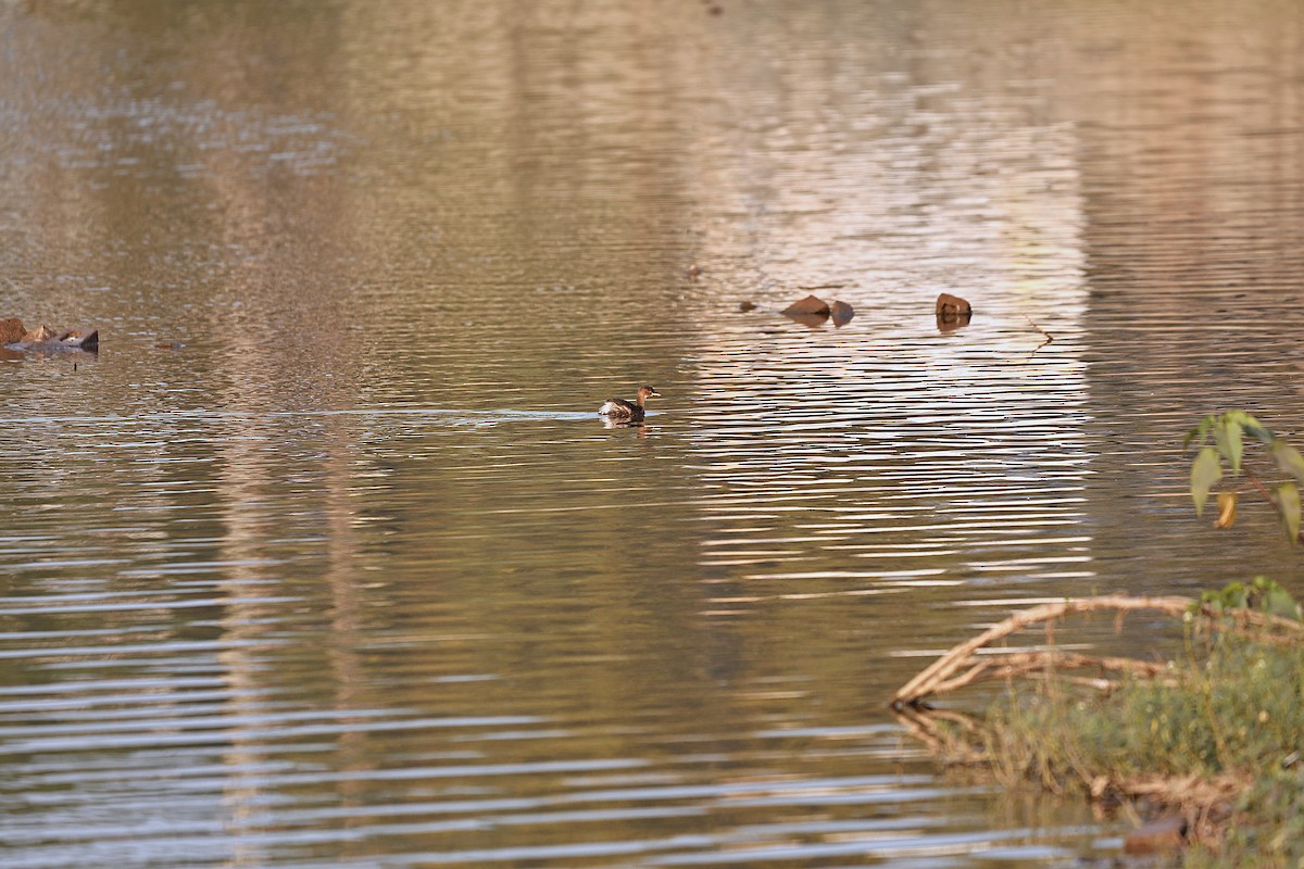 Zwergtaucher - ML645643970