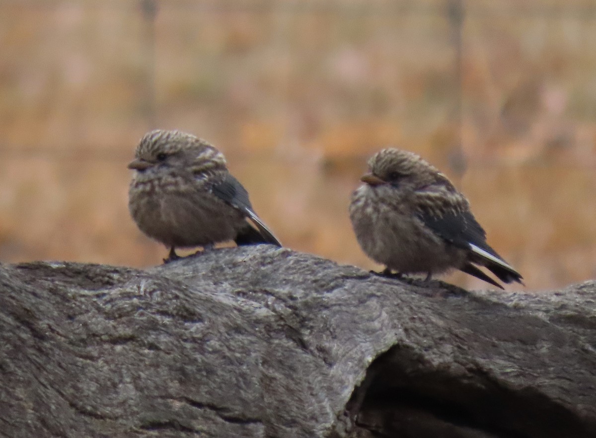 Rußschwalbenstar - ML645643971