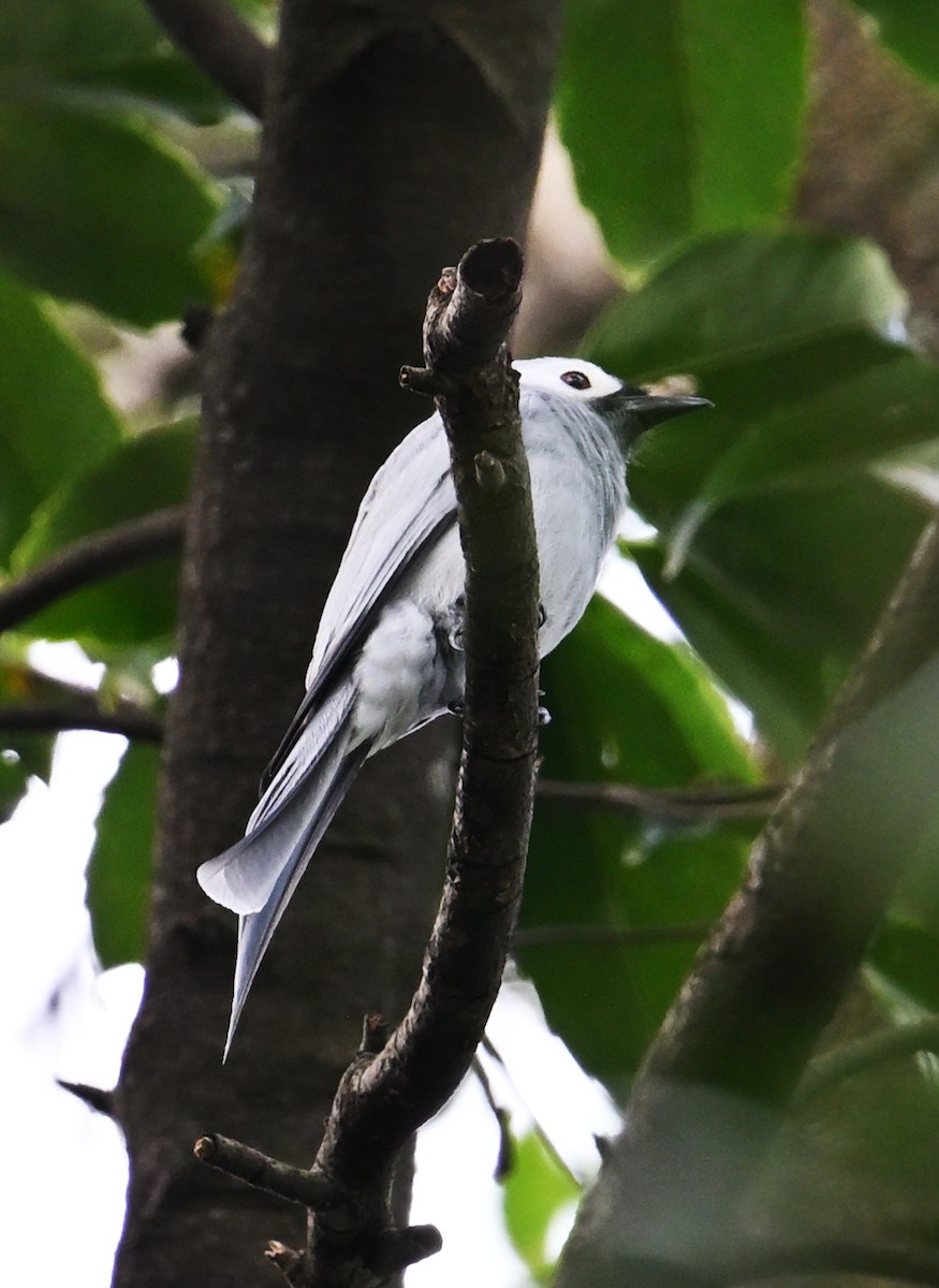 Graudrongo - ML645643973