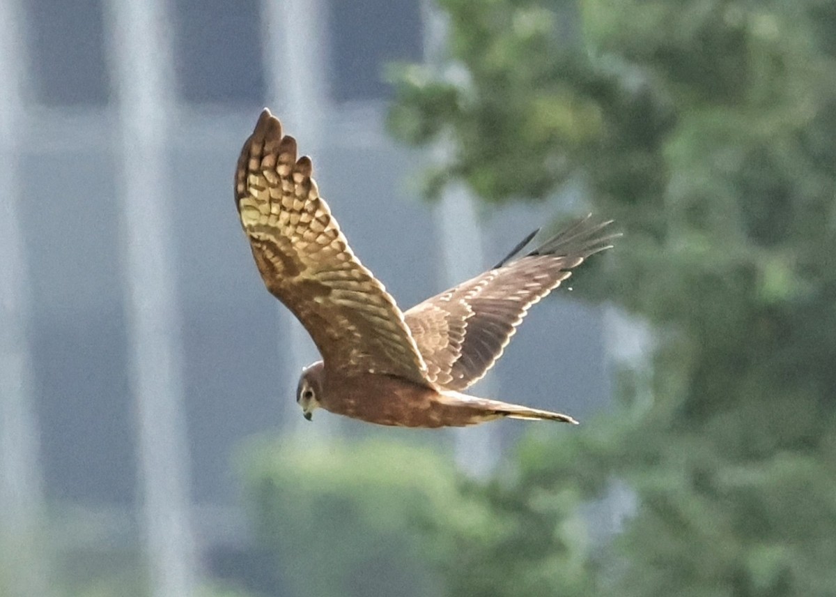 Elsterweihe - ML645643974