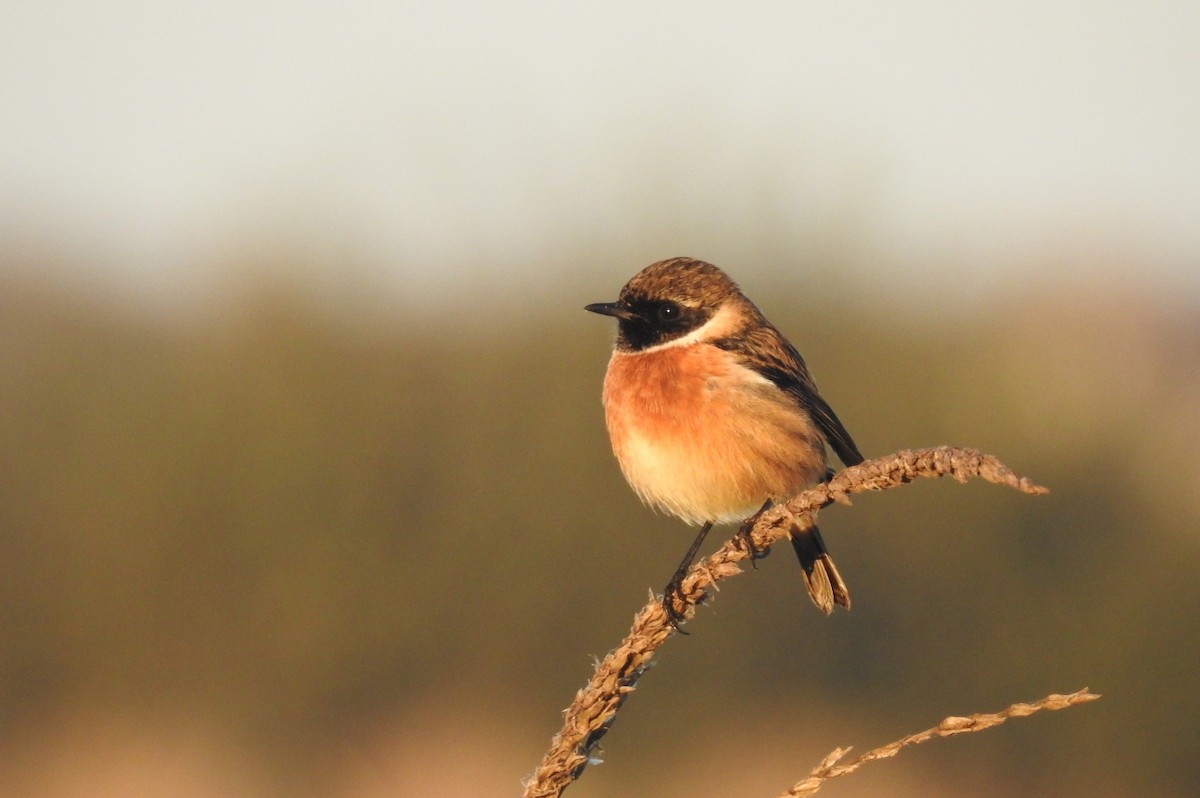 Schwarzkehlchen - ML645643979