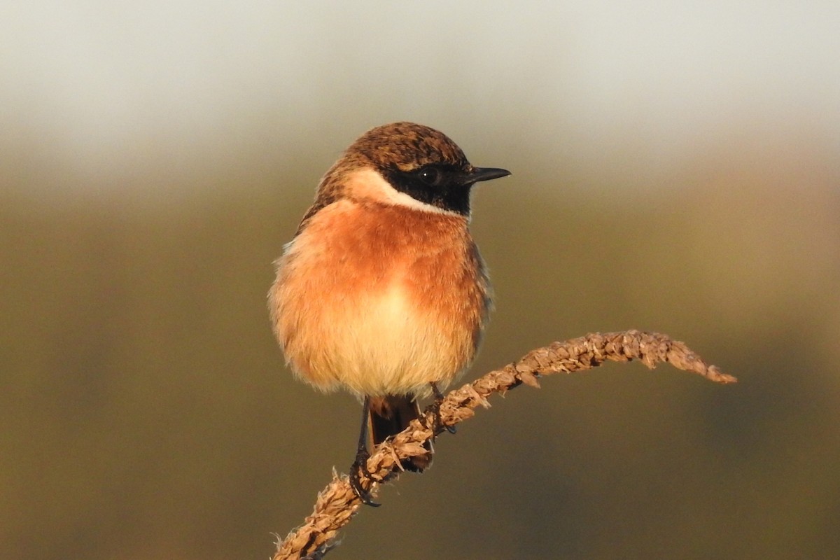 Schwarzkehlchen - ML645643980