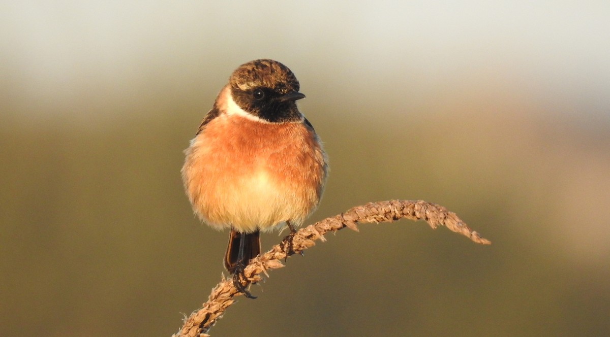 Schwarzkehlchen - ML645643981