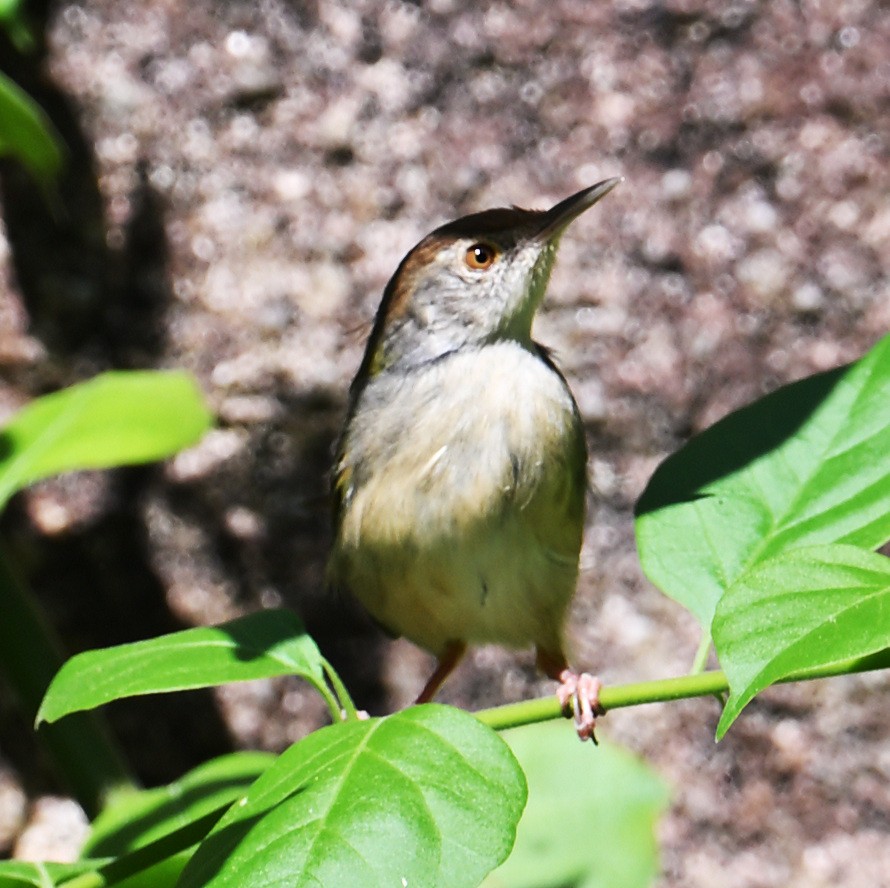 langstjertskredderfugl - ML645643989