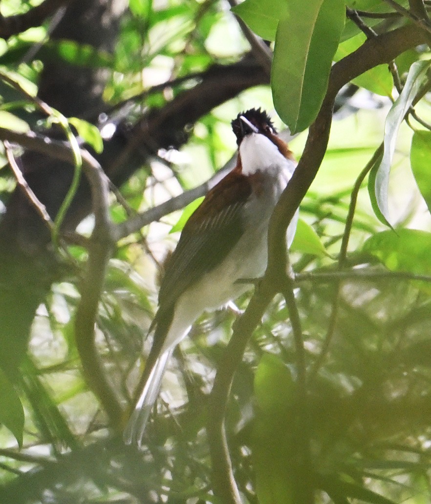 Chestnut Bulbul - ML645643997