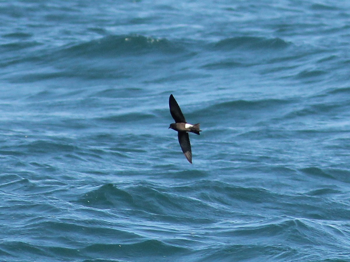 buřníček žlutonohý - ML645643999