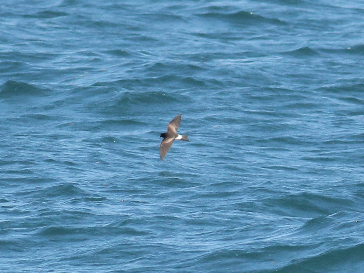 buřníček žlutonohý - ML645644000