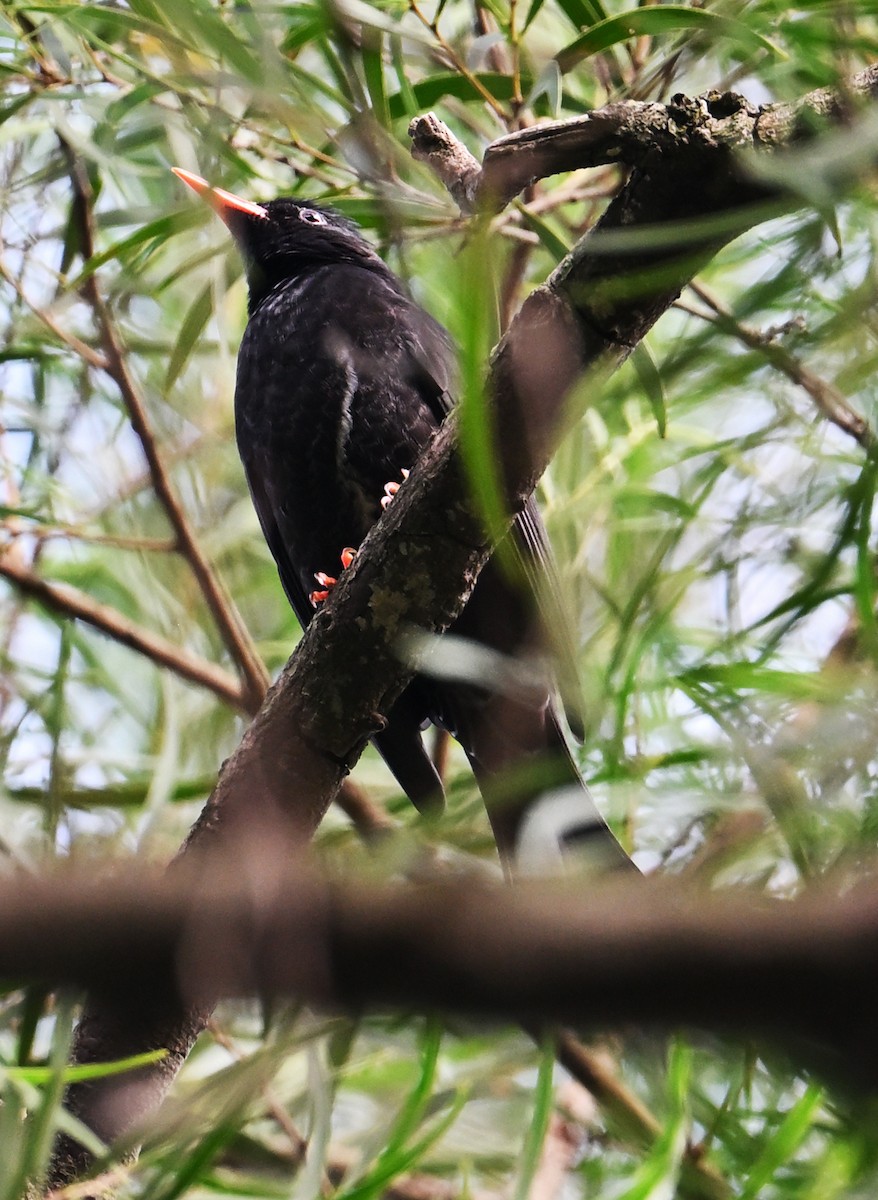 Black Bulbul - ML645644004