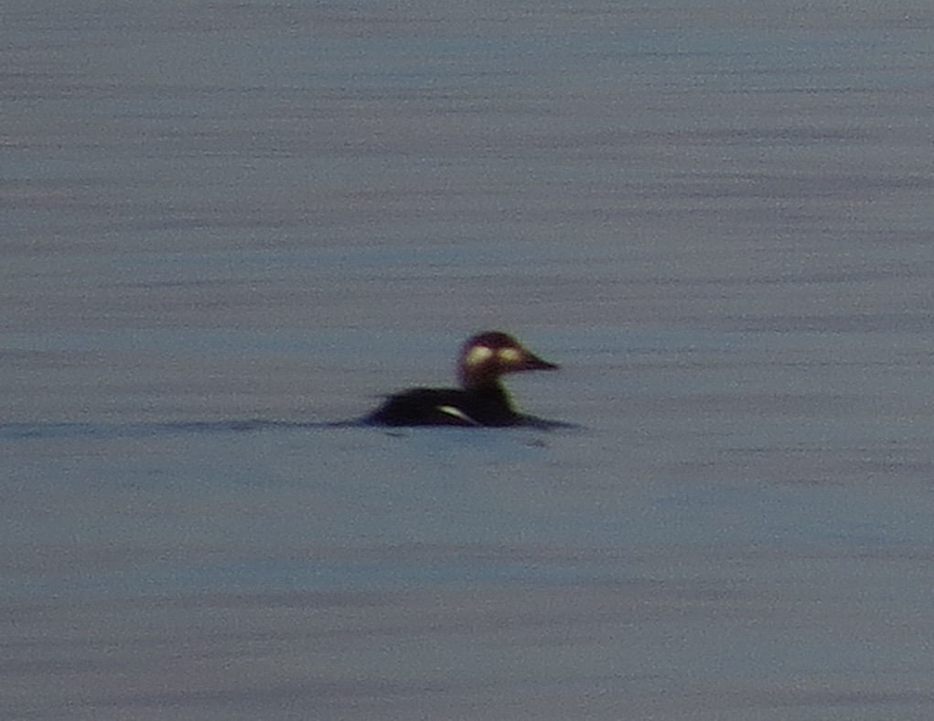 White-winged Scoter - ML645644005