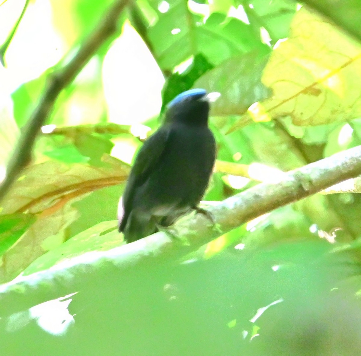 Blue-capped Manakin - ML645644008