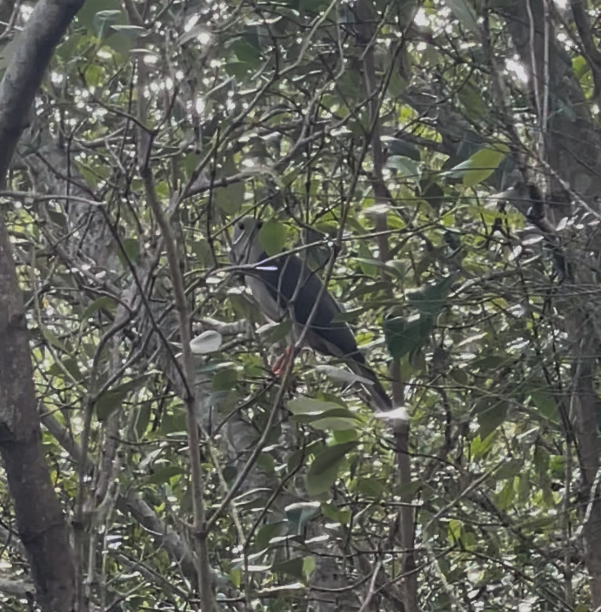 Gray Goshawk - ML645644012