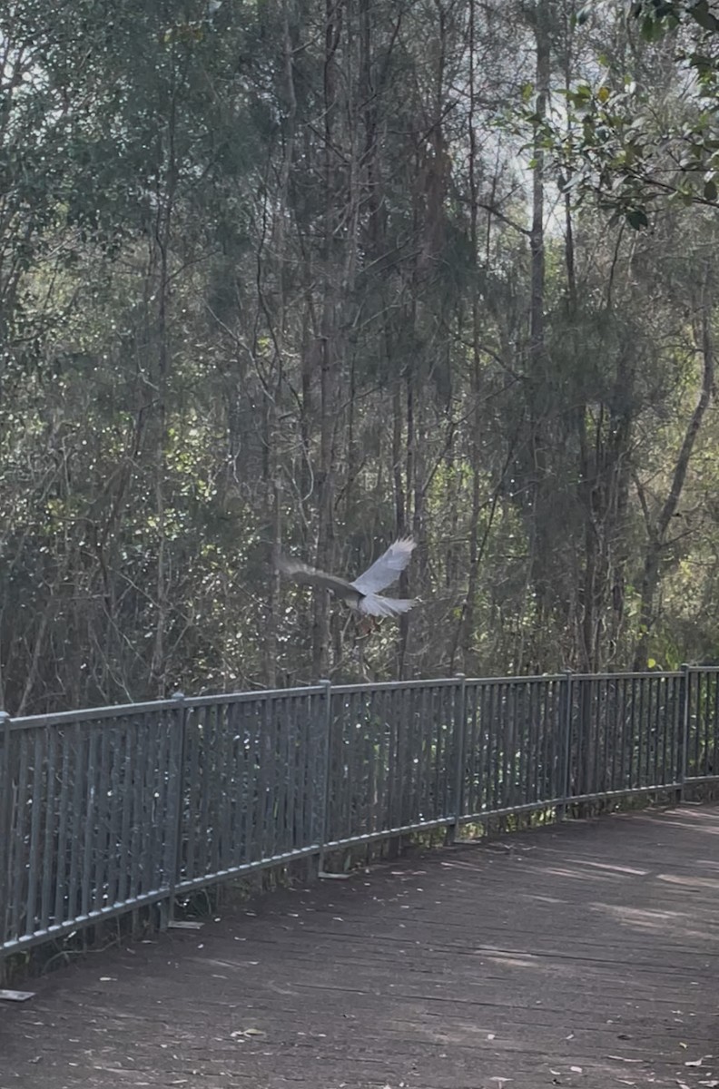 Gray Goshawk - ML645644013