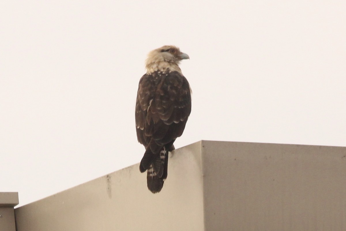 čimango žlutavý - ML645644014