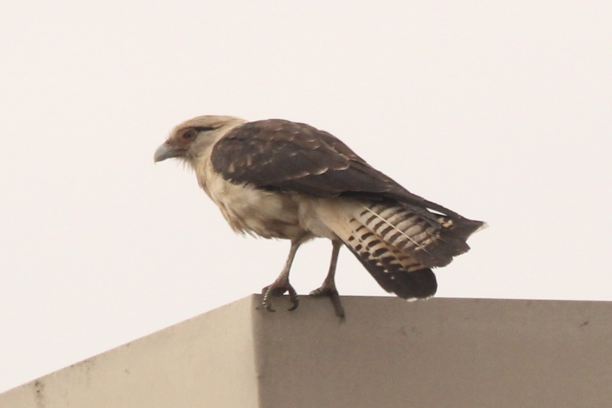 čimango žlutavý - ML645644015