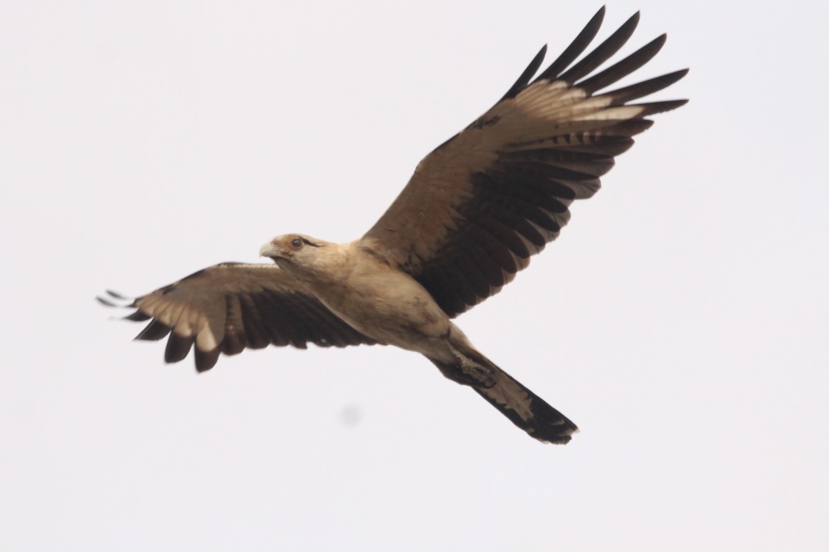 čimango žlutavý - ML645644017