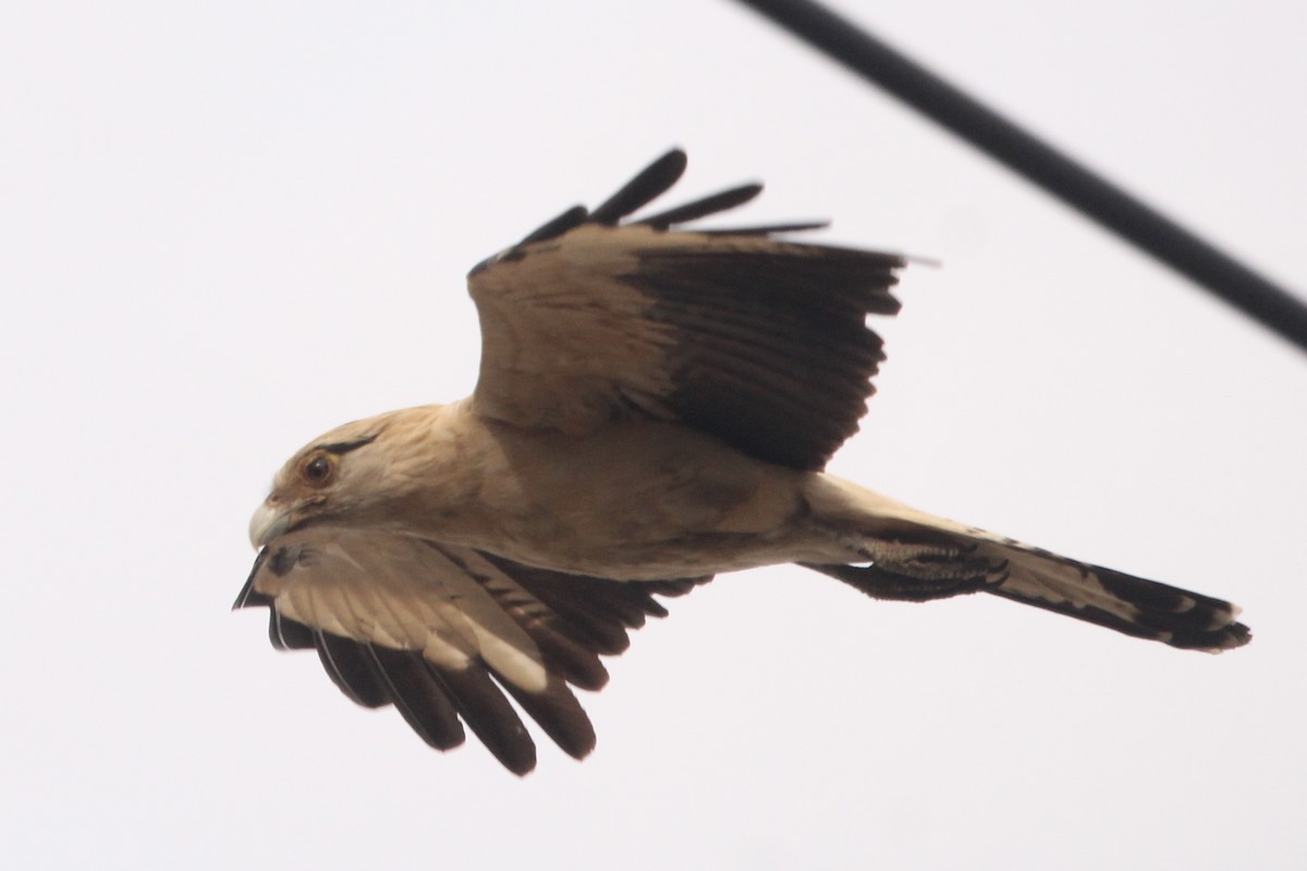 čimango žlutavý - ML645644018