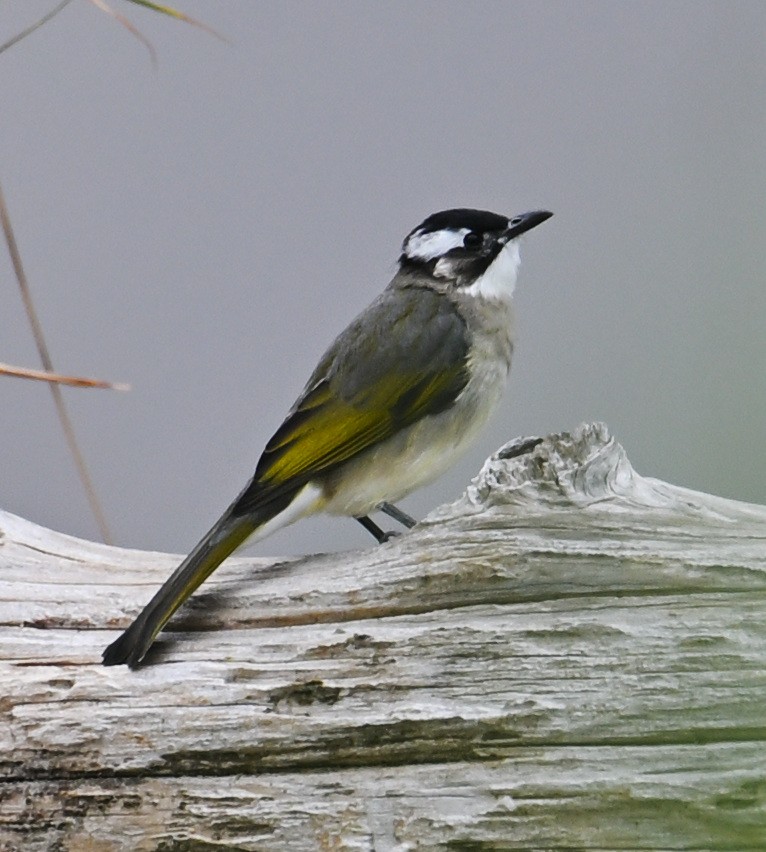 Light-vented Bulbul - ML645644023