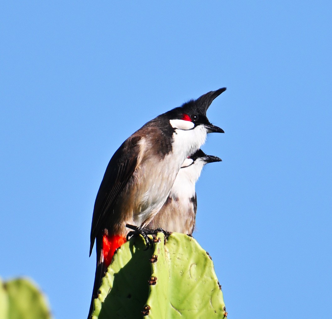 Red-whiskered Bulbul - ML645644026