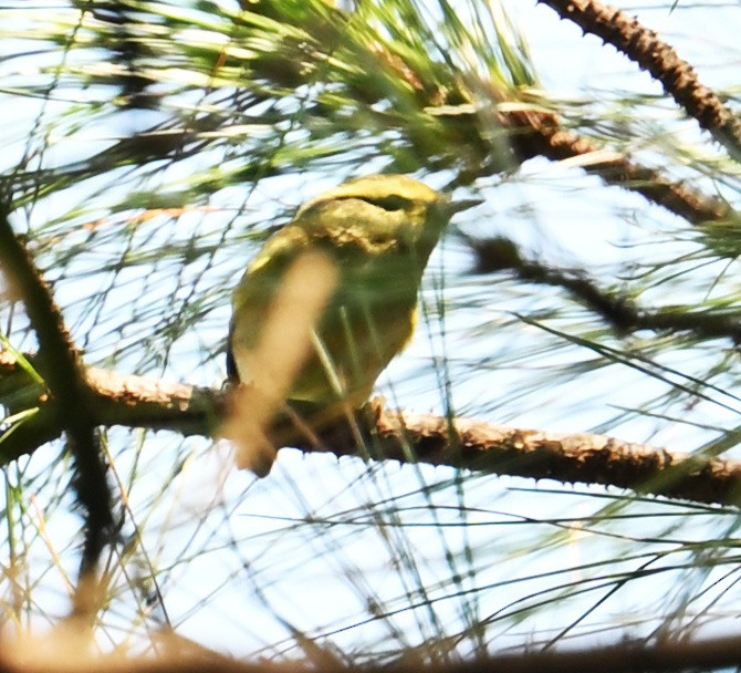 Pallas's Leaf Warbler - ML645644029
