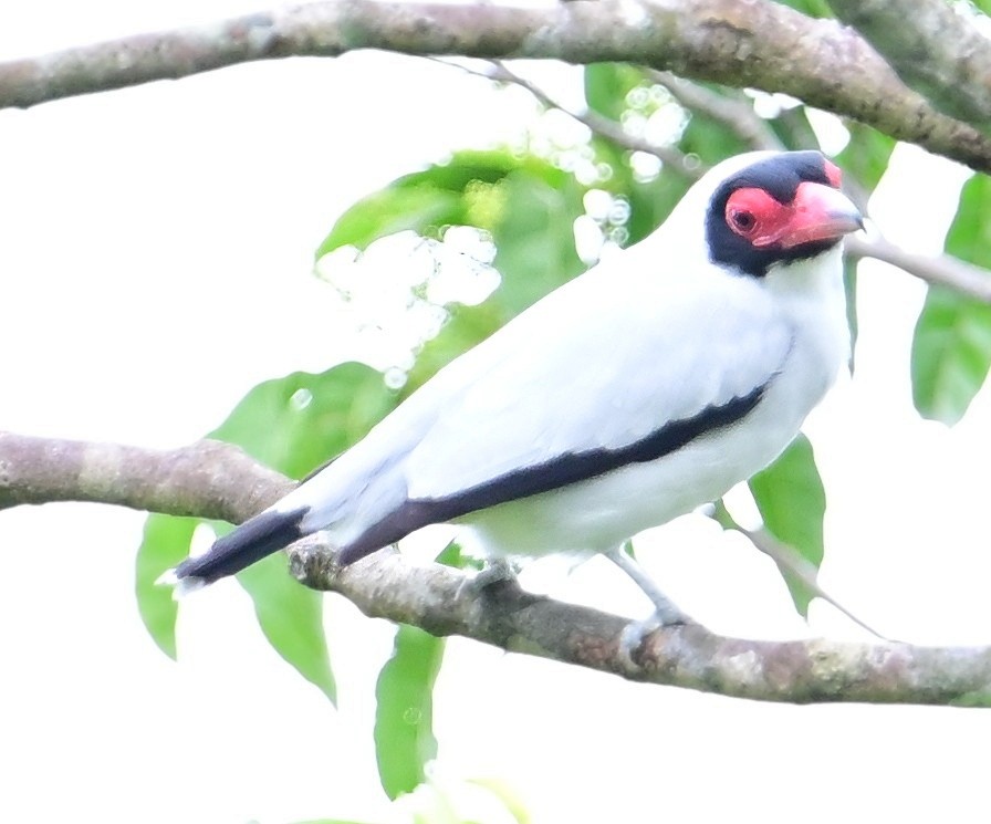 Masked Tityra - ML645644033