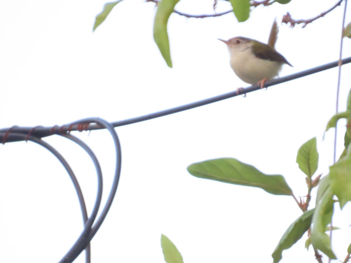 langstjertskredderfugl - ML645644044