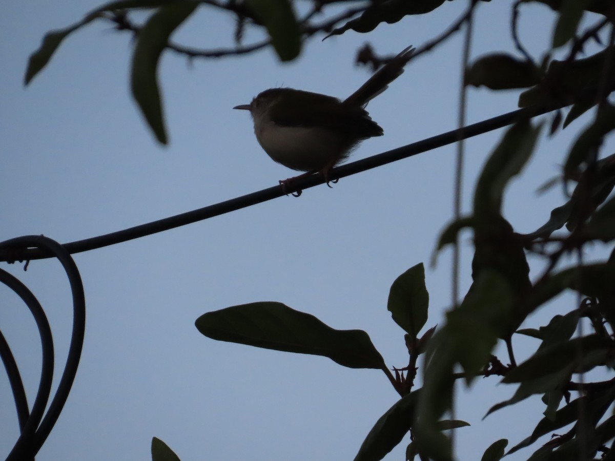 langstjertskredderfugl - ML645644045