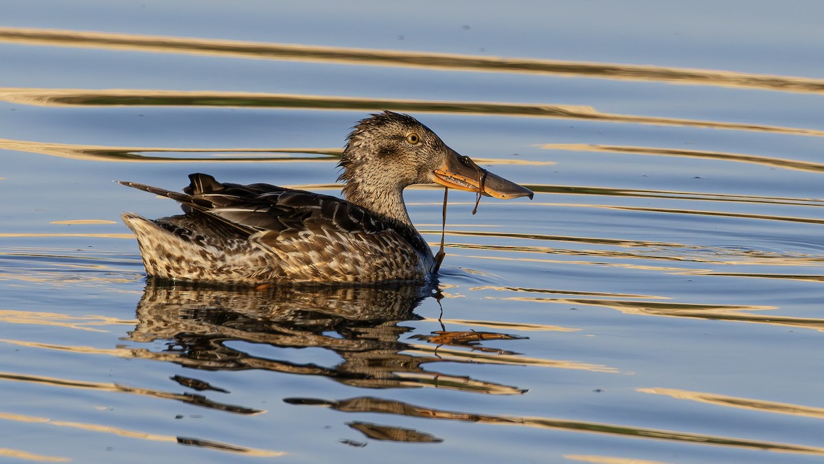 Northern Shoveler - ML645644046