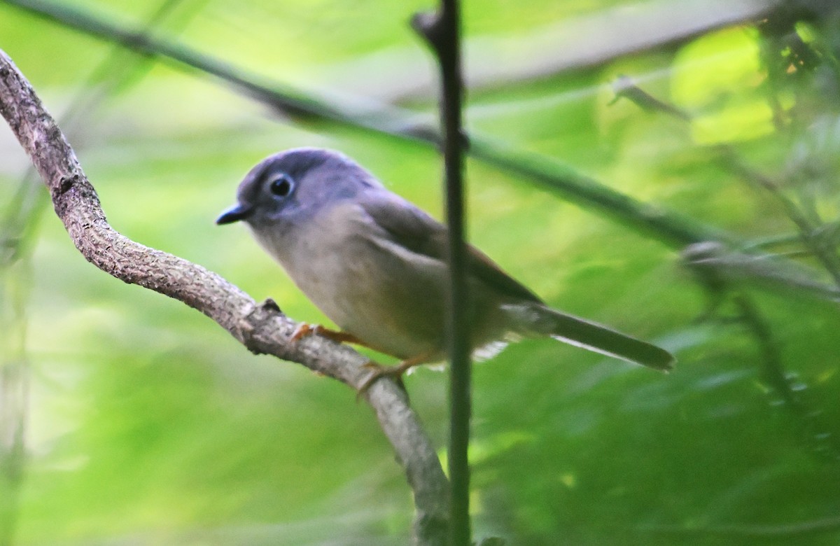 Huet's Fulvetta - ML645644060
