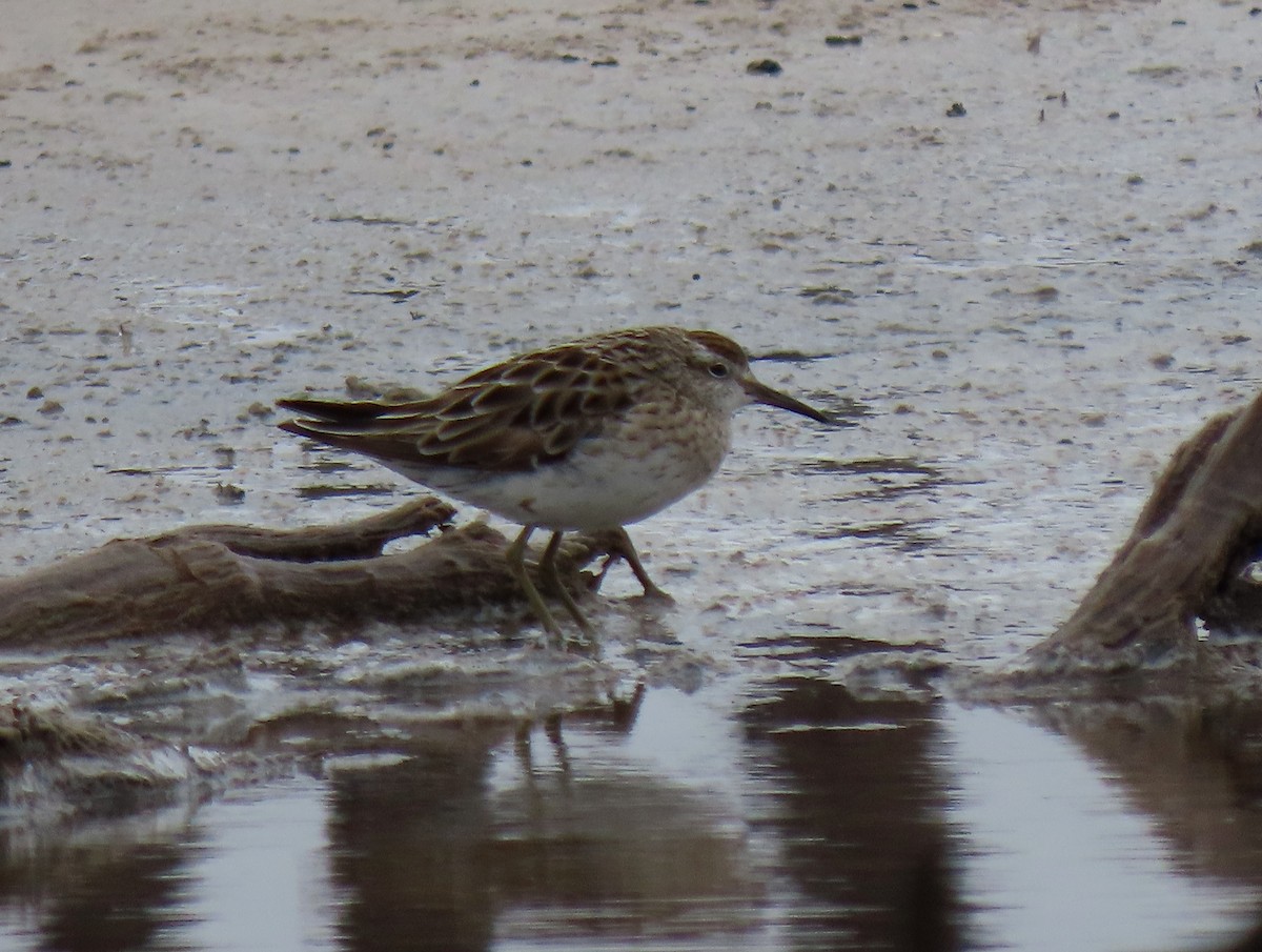 Sharp-tailed Sandpiper - ML645644062