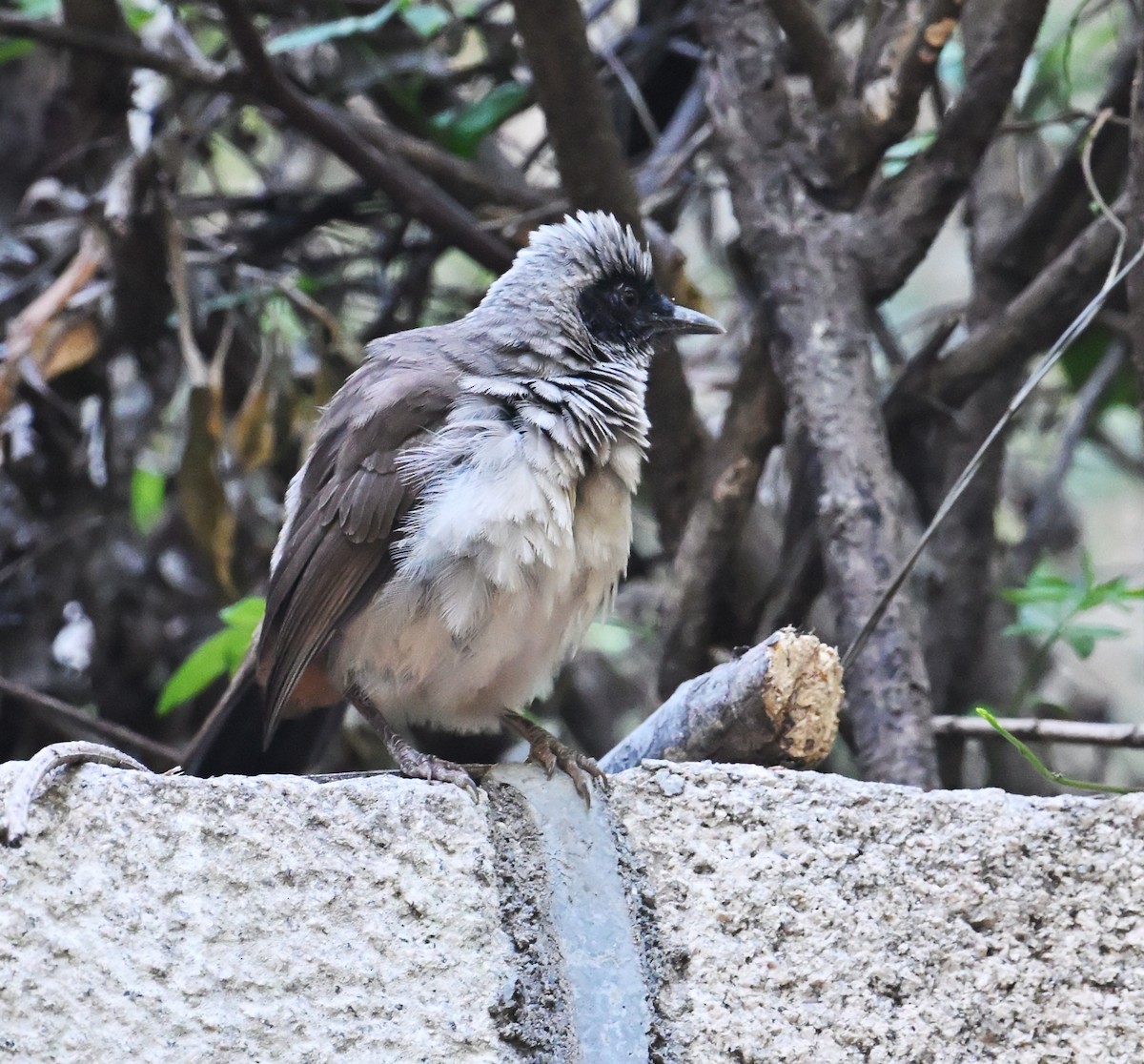 Masked Laughingthrush - ML645644066