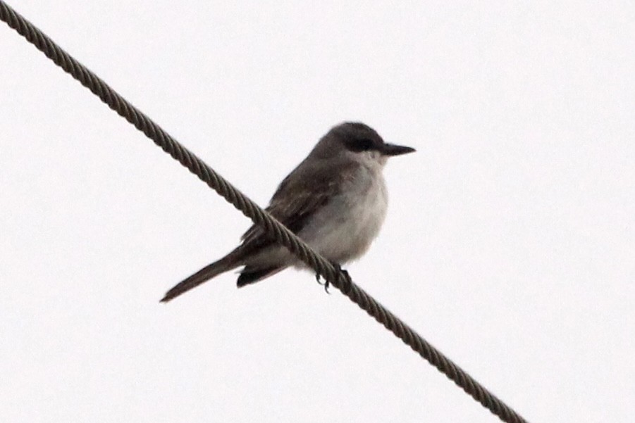 Gray Kingbird - ML645644081