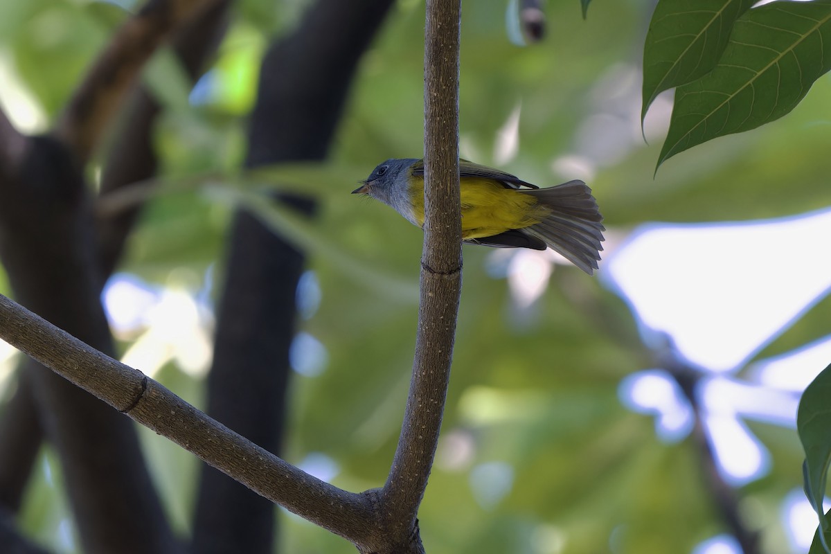 Сероголовая комароловка - ML645644099