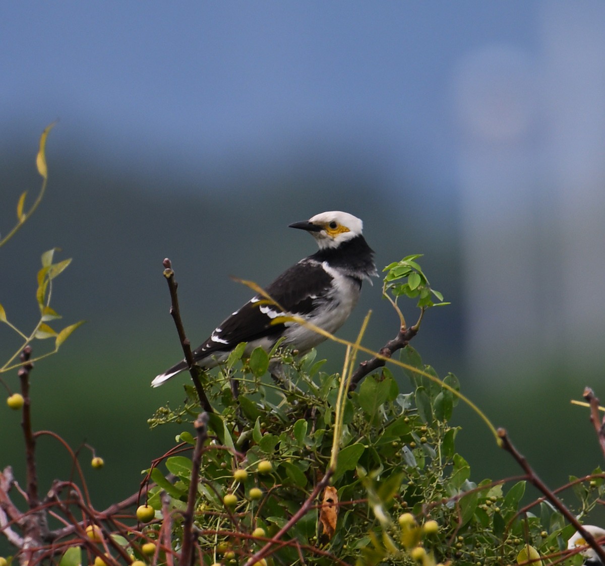 Black-collared Starling - ML645644102