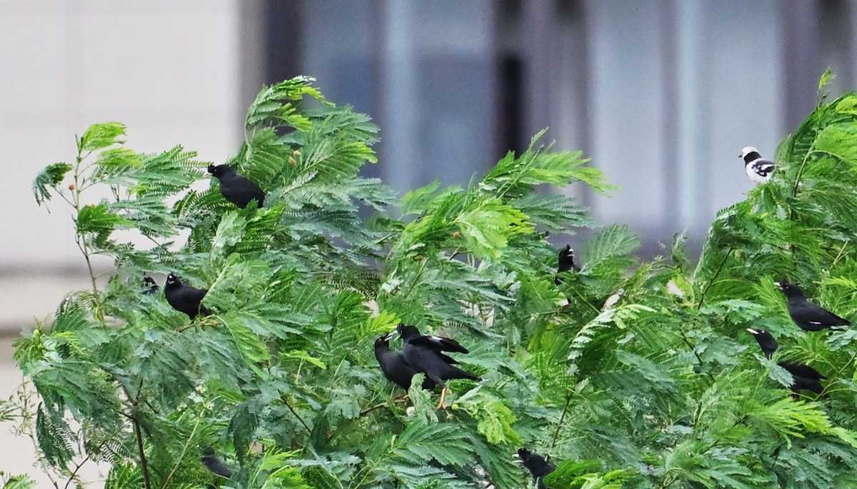 Crested Myna - ML645644108