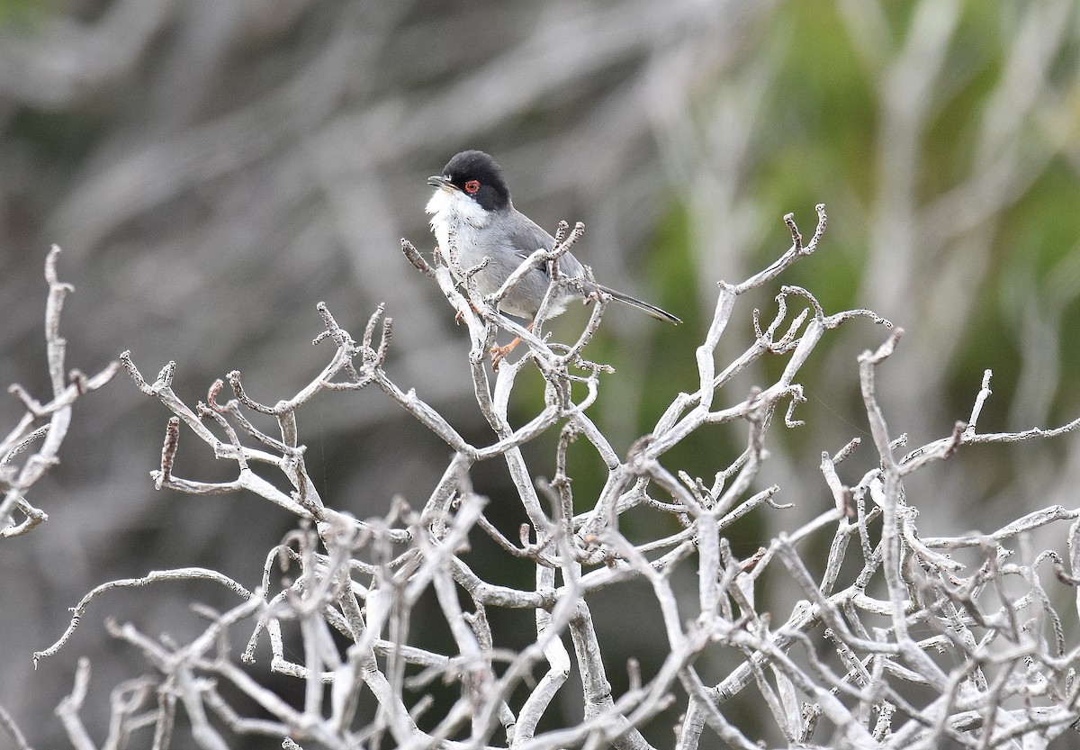 Sardinian Warbler - ML645644109