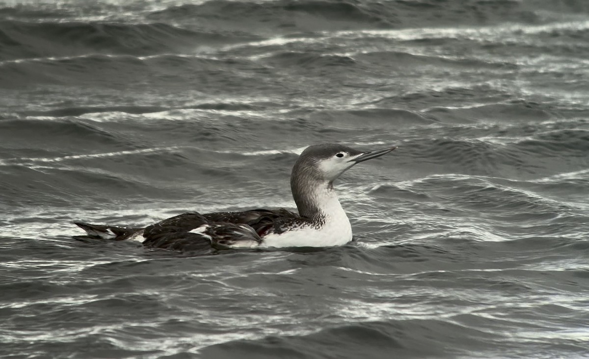 Red-throated Loon - ML645644122