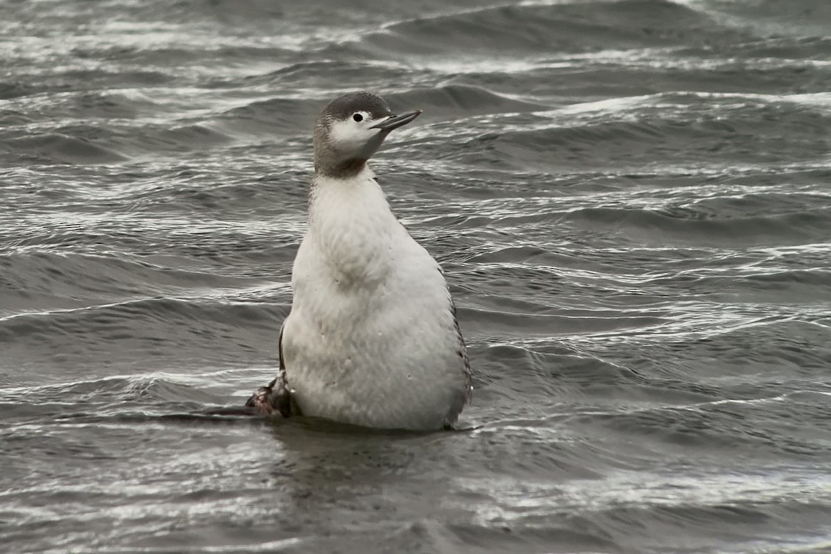 Red-throated Loon - ML645644123
