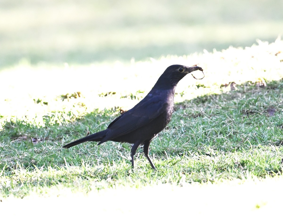 Chinese Blackbird - ML645644124