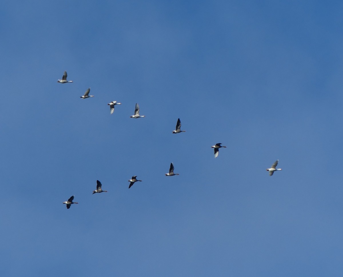 goose sp. - ML645644125