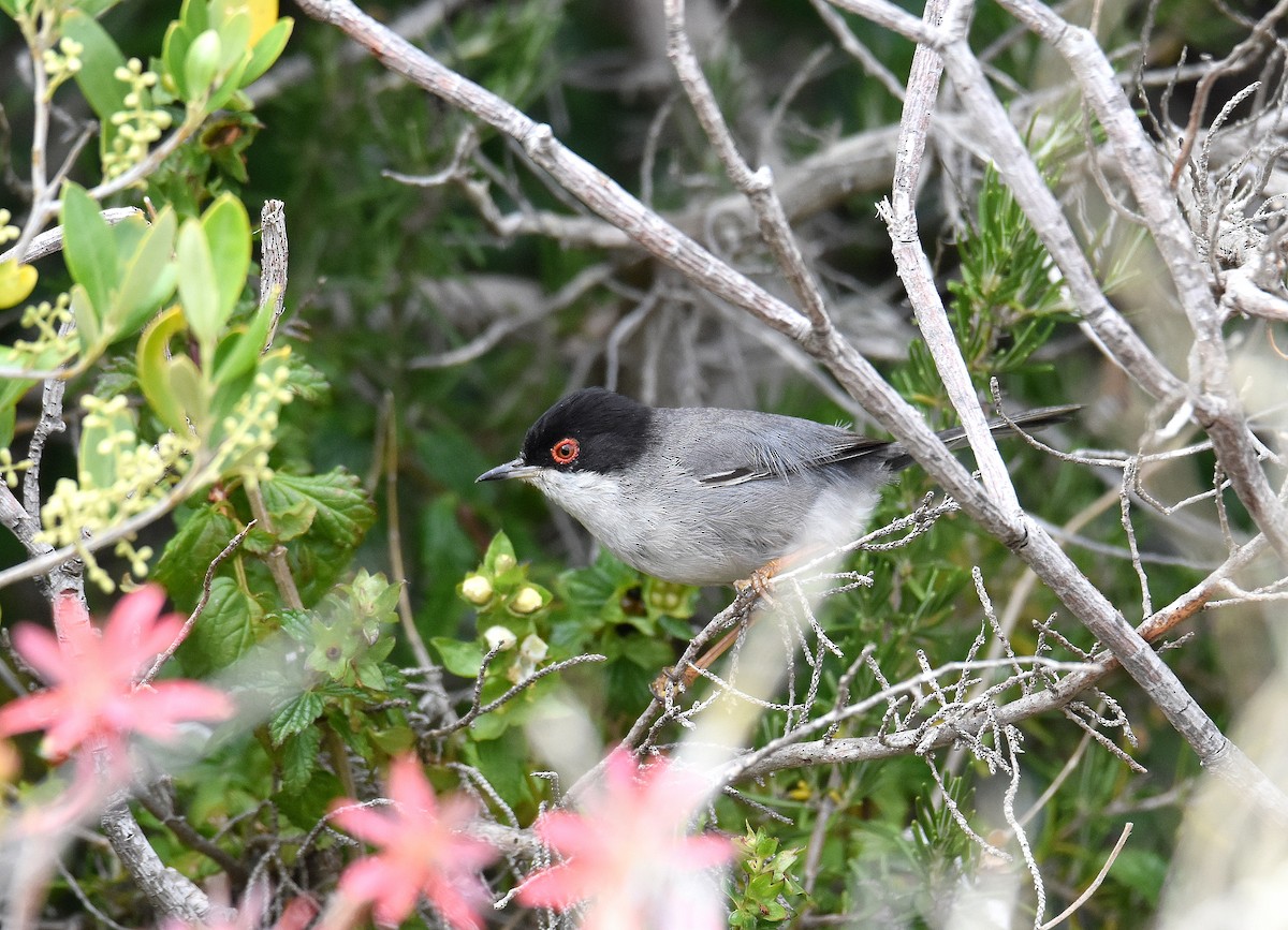 Sardinian Warbler - ML645644126