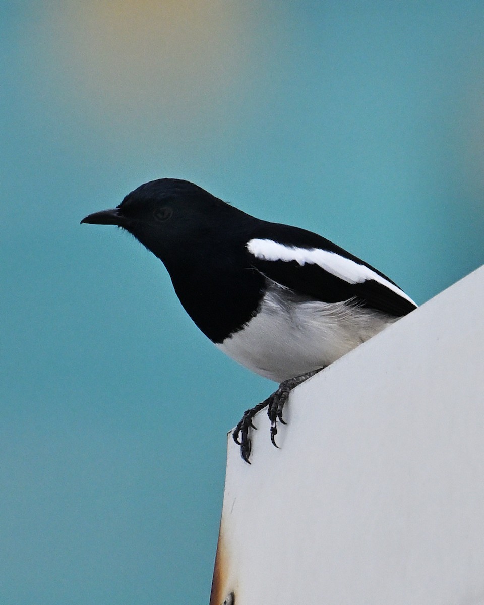 Oriental Magpie-Robin - ML645644133
