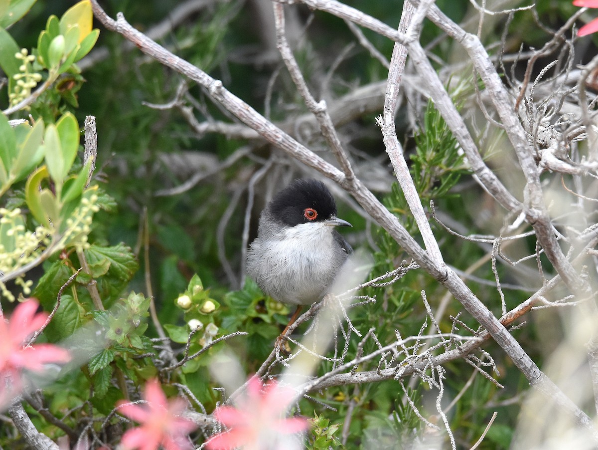 Sardinian Warbler - ML645644136
