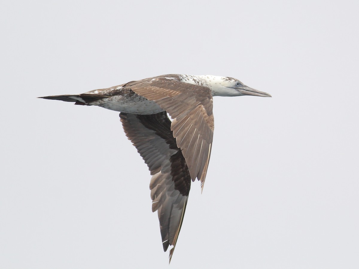 Сула атлантична - ML645644141