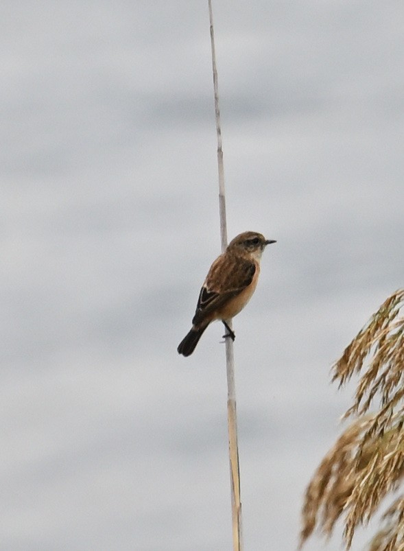 Amur Stonechat - ML645644142