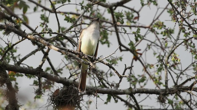 Ash-throated Flycatcher - ML645644144