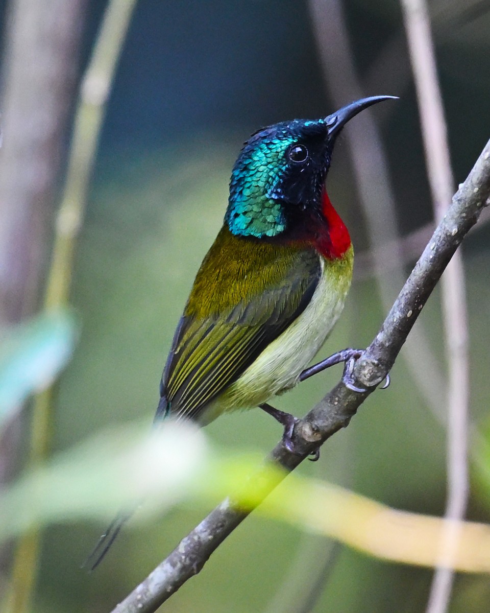 Fork-tailed Sunbird - ML645644145