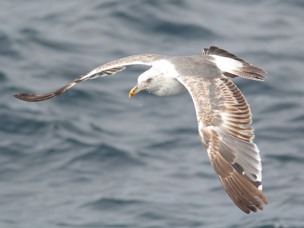 Kaio iluna - ML645644146