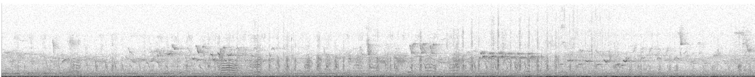 Крижень австралійський - ML645644147