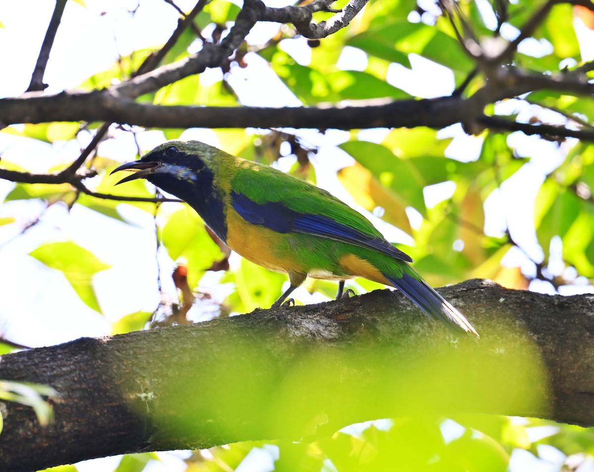 Orange-bellied Leafbird - ML645644149